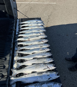 Salmon Haul in Lake Michigan